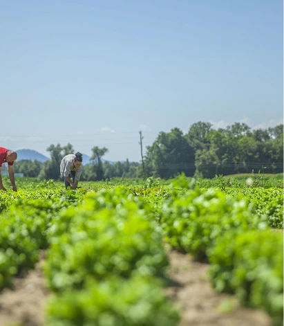 Agriculture